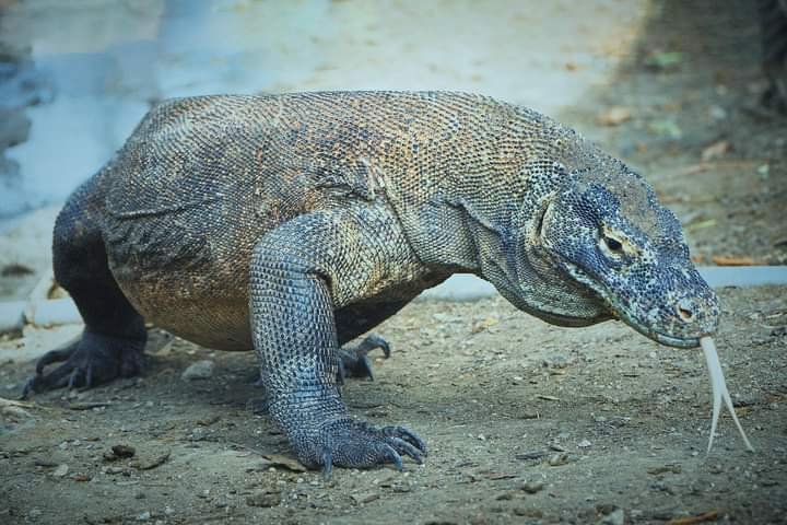 3 days trip to Komodo Island tour start from Bali, and 2 nights stay on standard houseboat with AC cabin Komodo tours for 3 days trip start from Bali for your best adventure tour in Komodo Island 3 days vacation travel to Komodo Island tour start from Bali, and 2 nights stay on standard houseboat with air conditioned cabin during the trip package Ijen to Bromo Tour