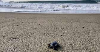 Bali to Sukamade beach, Ijen Bromo tour package, Tumpak Sewu waterfall tour and to Borneo Orangutan tour 8D Bali to Sukamade, Ijen Bromo tour, Tumpak Sewu waterfal then to Borneo Orangutan tours 8D Best eco trip in 8D-7N from Bali to Sukamade turtle beach, Ijen crater, Mt. Bromo and Tumpak Sewu waterfall tours in East Java - then to Orangutan tour Borneo Ijen to Bromo Tour