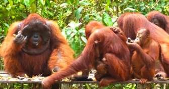 Orangutan tour Borneo by houseboat river cruise 3d2n Orangutan tour Borneo in Tanjung Puting National Park by houseboat river cruise 3d2n Orangutan tour Borneo in Tanjung Puting National Park by houseboat river cruise includes jungle trekking tours within 3d2n of natural lover holiday trip package Ijen to Bromo Tour