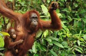 Cheap trip package for Borneo orangutan houseboat and Bromo Ijen tour,- then to Bali 5D4N Cheap trip package for Borneo orangutan houseboat and Bromo Ijen tour,- then to Bali 5D Cheap trip of Borneo orangutan houseboat for orangutan tours, and Bromo Ijen tour to see sunrise view combines with a blue fire Ijen tours, then to Bali 5D Ijen to Bromo Tour