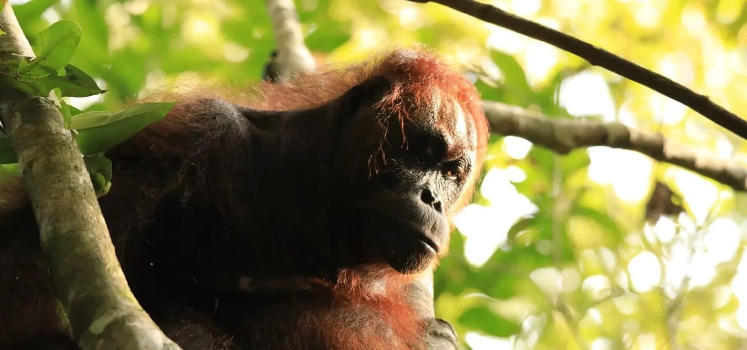 Get discount price of Borneo Orangutan tour with houseboat river cruise and jungle trekking Ijen to Bromo Tour