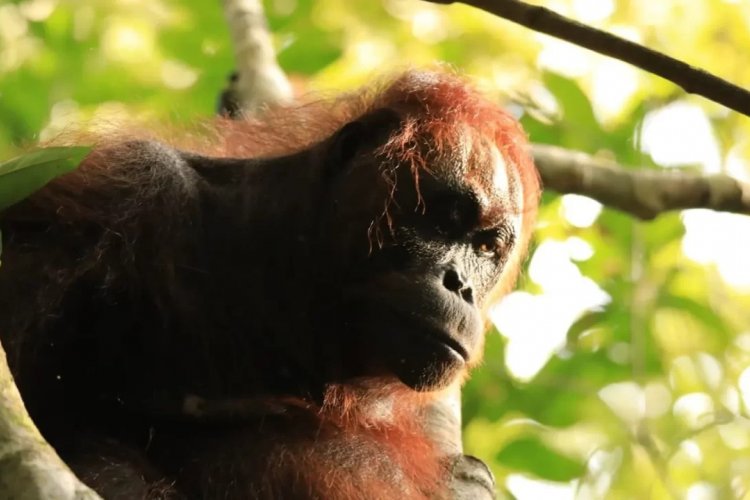 Houseboat safari for Orangutan tours Borneo and continue to do Bromo Ijen tour - Bali 5D Houseboat safari for Orangutan tours Borneo and continue to do Bromo Ijen tour - Bali 5D River safari by Klotok for Orangutan tours Borneo, and continues doing Bromo Ijen tour - Bali to see wild orangutans, Bromo sunrise view and blue fire Ijen 5D Ijen to Bromo Tour