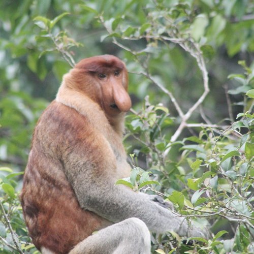 Natural lover trip of jungle trekking, and Orangutan tour Borneo by air conditioned houseboat 4D Rain forest trekking and Borneo Orangutan tours with air conditioned house-boat 4 days 3 nights travel package Rain forest trekking and Borneo Orangutan tours with air conditioned house-boat for 4 days holiday travel adventure package in Tanjung Puting, Pangkalang Bun  Ijen to Bromo Tour