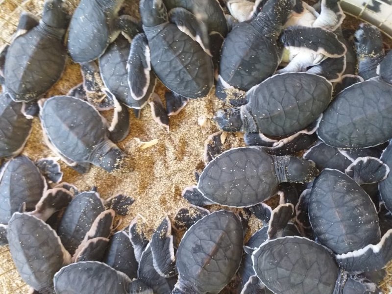 Surabaya to Ijen blue fire Sukamade & Bromo tours 4D Ijen blue fire tours to Sukamade beach, Bromo sunrise tours and back to Surabaya or Malang   East Java adventure trip & trekking tour package from Surabaya or Malang to Ijen blue fire tour, Sukamade beach, Bromo sunrise tour & back to Surabaya or Malang Ijen to Bromo Tour