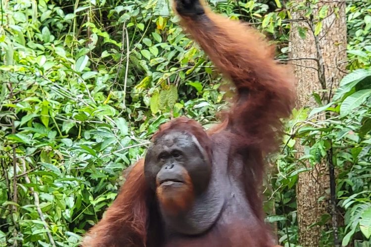 Yogyakarta holiday travel combines with Orangutan tour Borneo, Bromo to Ijen tours - Bali 11D Yogyakarta holiday travel combines with Orangutan tour Borneo, Bromo to Ijen tours - Bali 11D Yogyakarta holiday travel combines with Orangutan tour Borneo, Bromo to Ijen tours - and end in Bali for 11 days 10 nights exploring trip package Indonesia Ijen to Bromo Tour